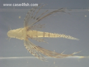 Foto Galerie/Perciformes/Scorpaenoidei/Pterois volitans/Pterois volitans_05_S.jpg